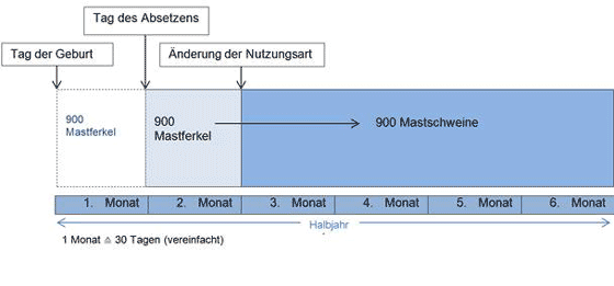 900 Mastferkel werden geboren, da sind sie noch nicht meldepflichtig. Nach 1 Monat gelten sie als abgesetzt und sind dann Mastferkel und müssen deshalb gemeldet werden. Ab dem Dritten Monat sind sie dann Mastschweine und ändern somit die Nutzungsart.